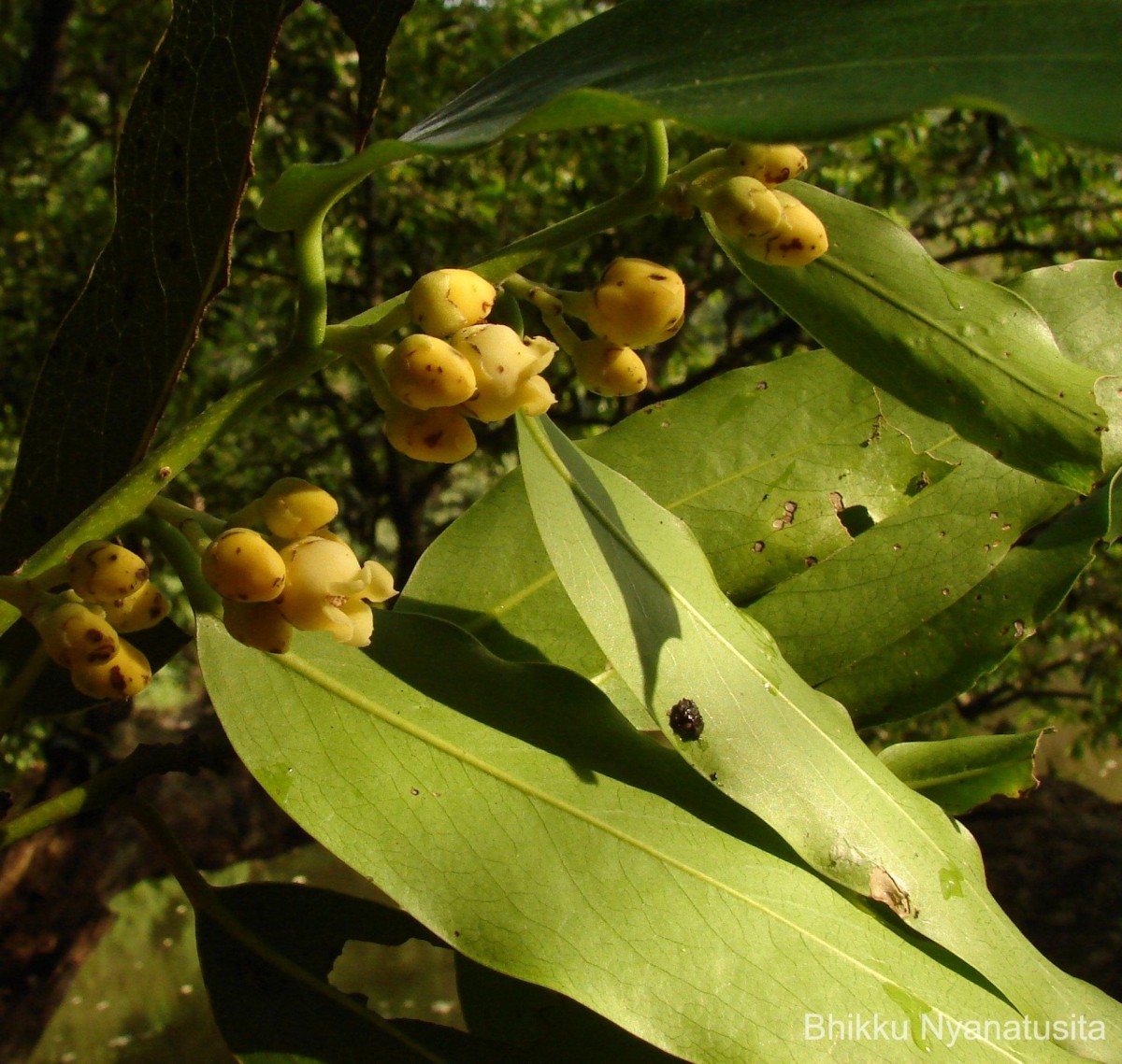 Diospyros malabarica (Desr.) Kostel.